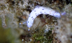 Hypselodoris bertschi
