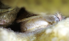 Galeropsis monodontus