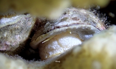 Galeropsis monodontus