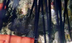 Scorpaenodes kelloggi