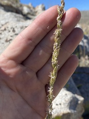 Festuca kingii