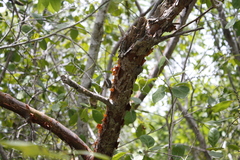Bursera simaruba