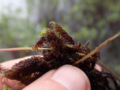 Scorpidium revolvens