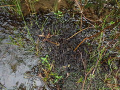 Scorpidium revolvens