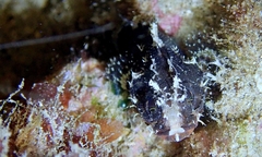 Scorpaenodes kelloggi