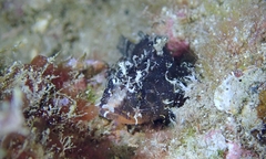 Scorpaenodes kelloggi