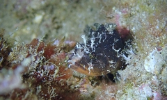 Scorpaenodes kelloggi