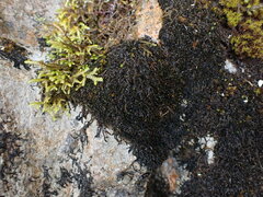 Jungermannia atrovirens
