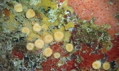 Cladopsammia eguchii