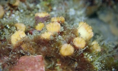 Cladopsammia eguchii