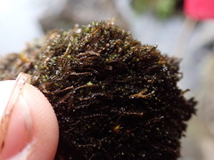 Jungermannia atrovirens
