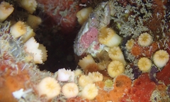 Cladopsammia eguchii