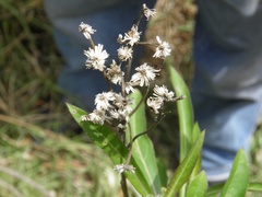Verbesina virgata