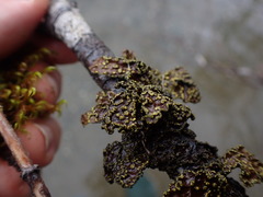 Pseudocyphellaria citrina
