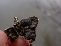 Pseudocyphellaria citrina