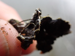 Pseudocyphellaria citrina