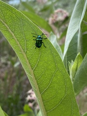 Chrysochus auratus