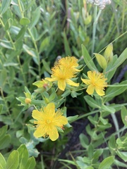 Hypericum myrtifolium