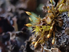 Orthotrichum pulchellum