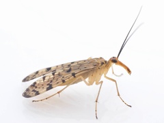 Panorpa nebulosa