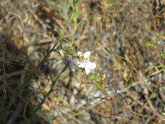 Mecaphesa schlingeri