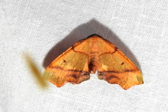 Plagodis phlogosaria