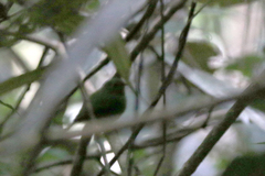 Lepidothrix coronata