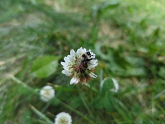 Bombus