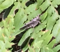 Trimerotropis infantilis