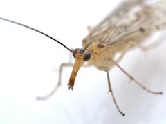 Panorpa nebulosa