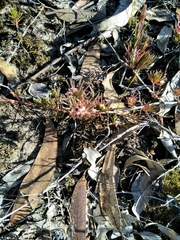 Darwinia glaucophylla