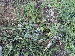 Golovinomyces sonchicola