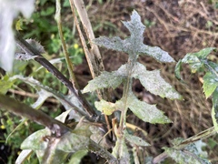 Golovinomyces sonchicola