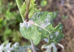 Golovinomyces sonchicola