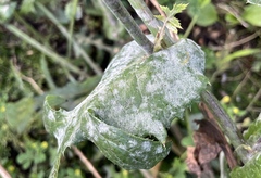 Golovinomyces sonchicola