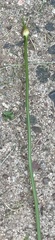 Allium oleraceum