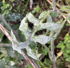 Golovinomyces sonchicola