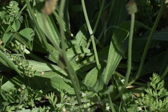 Plantago lanceolata