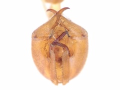 Panorpa nebulosa