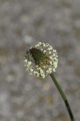 Plantago lanceolata
