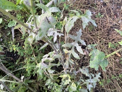 Golovinomyces sonchicola