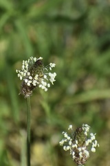 Plantago lanceolata