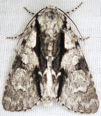 Acronicta funeralis