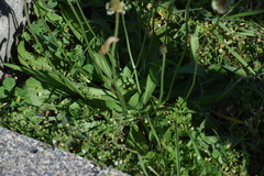 Plantago lanceolata