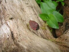 Cyrtonota textilis