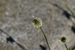 Plantago lanceolata