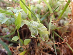 Psilocarphus elatior