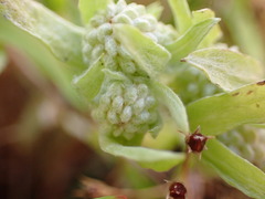 Psilocarphus elatior