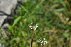 Plantago lanceolata
