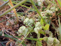 Psilocarphus elatior